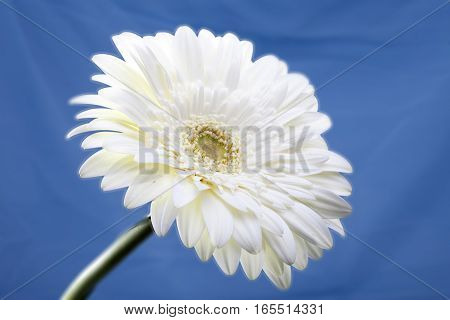 Transvaal daisy flower.Close up in a sunny day