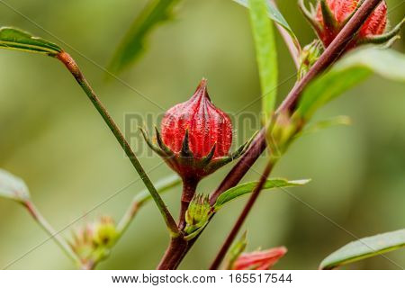 Red Hibiscus sabdariffa or roselle fruits .