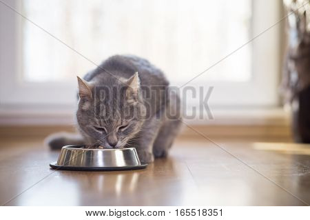 Beautiful tabby cat sitting next to a food bowl placed on the floor next to the living room window and eating. Selective focus