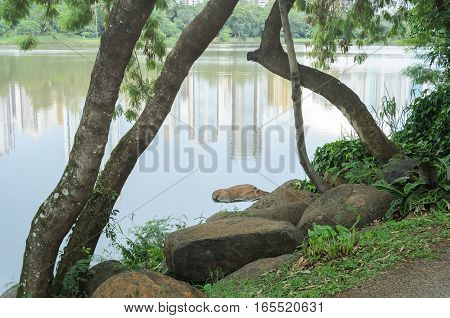 Stones and tree branches on the shore of Lake Igapo in Londrina PR Brazil.