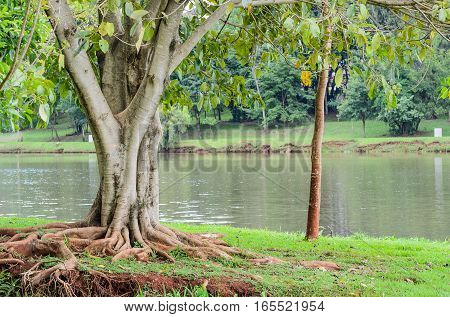Tree with roots out of the earth in front of Lake Igapo in Londrina PR Brazil.