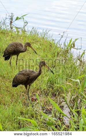 Two Limpkin Birds Looking For Food On The Shore Of Lake Igapo In Londrina City.