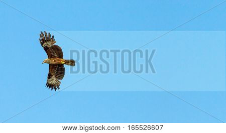 Flight of a bird of prey Eagle, an abstraction.
