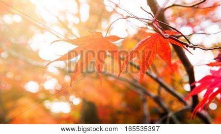 Red Maple Leaf Against Sunlight