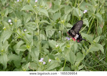 Green Swallowtail butterfly feeding on a pink Zinnia in sunny summer garden