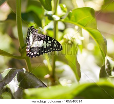 Butterfly on the green leaf. Abstract beautiful light from sunshine.