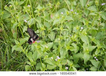 Green Swallowtail butterfly feeding on a pink Zinnia in sunny summer garden