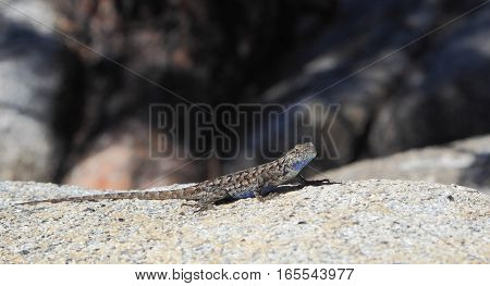 The distinctive blue patches are visible in this male Sagebrush Lizard (Sceloporus graciosus). Photographed at Yosemite National Park.