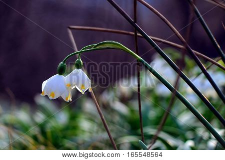 Beautiful blooming snowdrops in a forest clearing in the Carpathians in the sunlight at sunset.