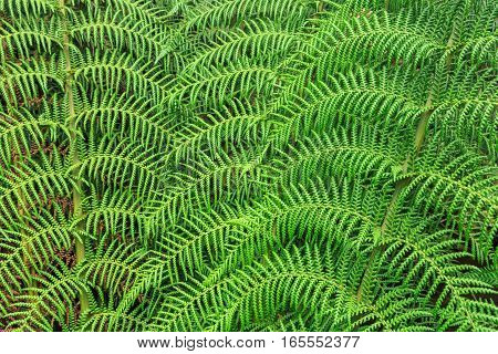 tree fern frond pattern abstract background texture