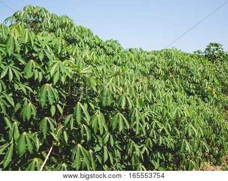Tapioca Or Cassava Plant.