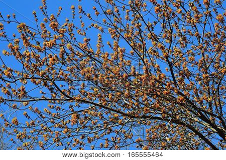 Blooming ash-leaved or american maple (Acer negundo) - bright spring background at sunny day with blue sky