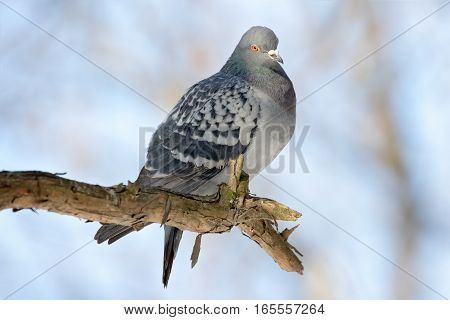 Pigeon in nature. Order: Columbiformes Family: Columbidae