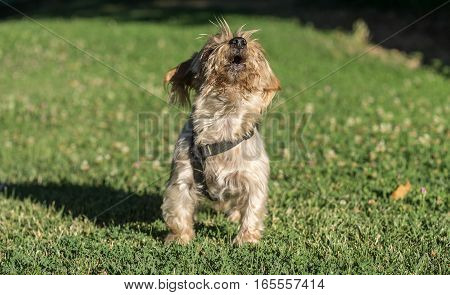 Happy dog howling on a meadow of green lawn