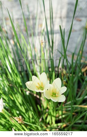 White flowers Zephyranthes Lily or Rain Lily for background