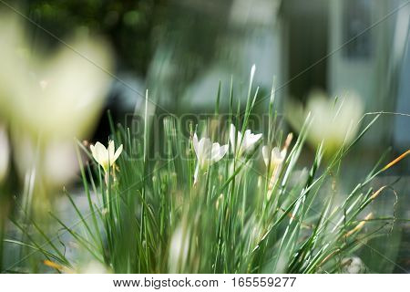 White flowers Zephyranthes Lily or Rain Lily for background