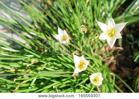 White flowers Zephyranthes Lily or Rain Lily for background