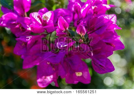 Bright purple Bougainvillea plant flowers in sunlight