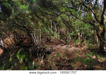 Road TF-12 in Anaga Rural Park - ancient forest on Tenerife Canary Islands winter travel destination