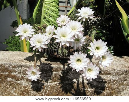 White Cactus Flowers in Or Yehuda Israel August 2 2008