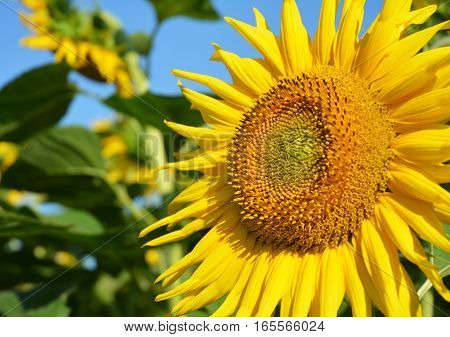 Close up on sunflower on the sunflowers field