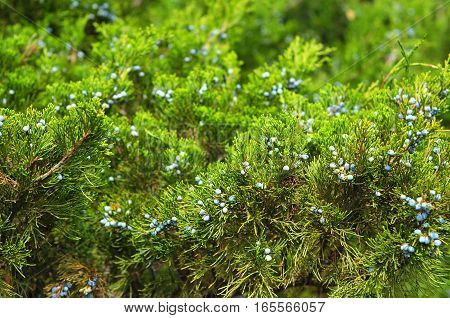 Close up on green juniper with juniper berry. Juniperus excelsa or Greek Juniper. Blue berries are used as spices and in medicine.