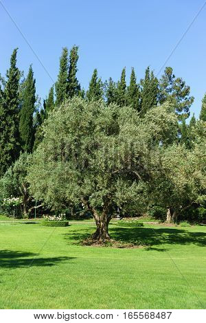 The European olive, or Oliva cultural, or European Olive, or Olive tree (lat. Olea europaea) is an evergreen tree; a species of Olive tree (Olea) Olive family (Oleaceae).
