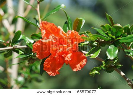 The flower grenade is ordinary (lat. Punica granatum)