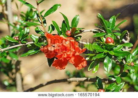 The flower grenade is ordinary (lat. Punica granatum) on a branch