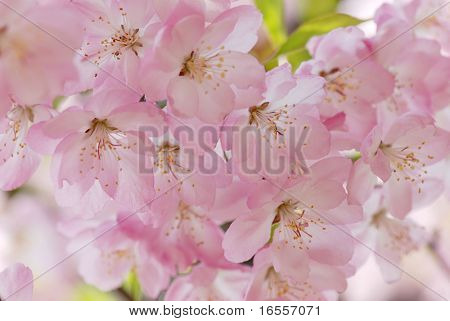 Flores de Manzano
