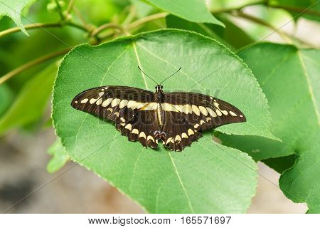 Tropical butterfly Papilio Thoas on a green leaf figs