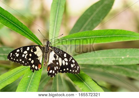 Papilio Demodocus African or Lemon Papilio (Papilio demodocus)