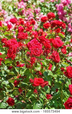 Vivid flowering rose varieties Niccolo Paganini. Meilland France 1991.