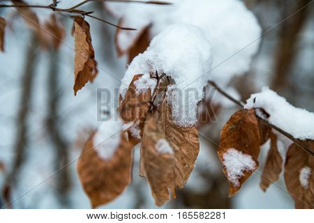 Leaves In Winter Covered In Snow