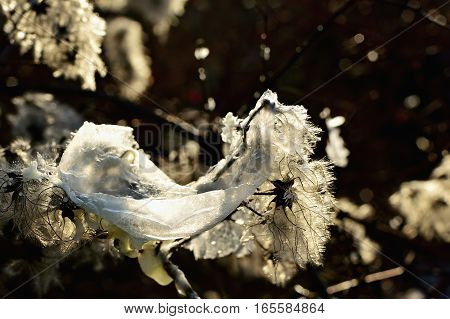 Frozen soap bubble. Cold winter liquid ball experiment. Freezing water with icy patter texture