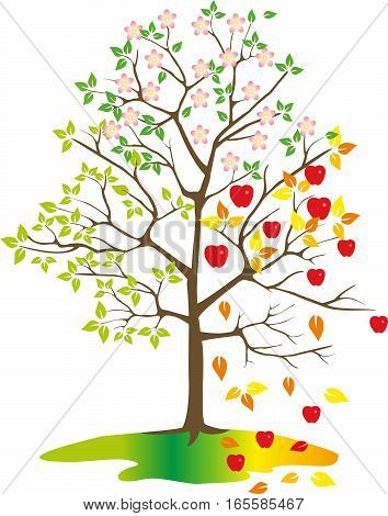 Tree with apples seasons on white blackground