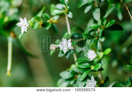 Small white flowers on dark green could be used as background