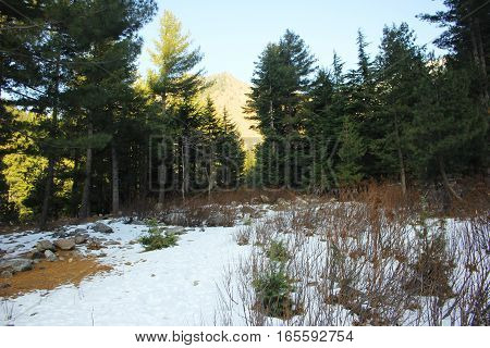 Snow fall in the forest in Naran Valley Kaghan KPK Pakistan