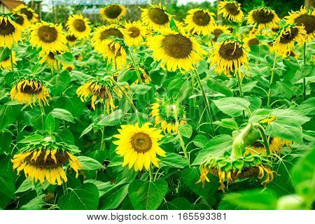 Sunflower blooming beautiful summer day in Biafra time.