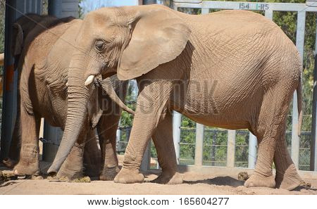 Elephants are large mammals of the family Elephantidae and the order Proboscidea. Two species are traditionally recognised, the African elephant (Loxodonta africana) and the Asian elephant