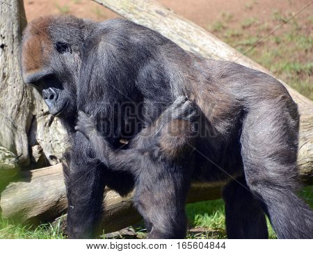 Gorillas are the largest extant species of primates. They are ground-dwelling, predominantly herbivorous apes that inhabit the forests of central Africa.