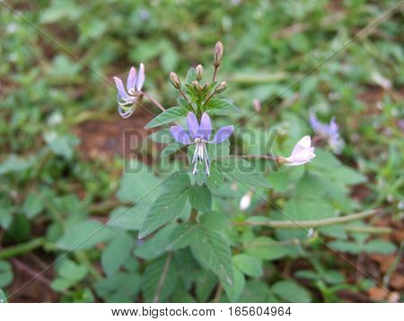 a plant of the family Capparidaceae in garden