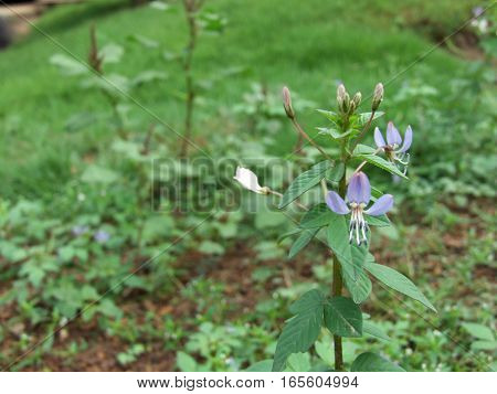 a plant of the family Capparidaceae in garden