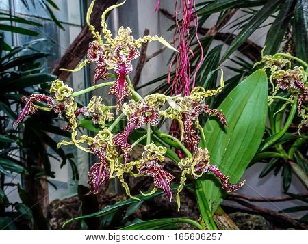 Dendrobium Spectabile - The Alien Orchid  (baby Clara)