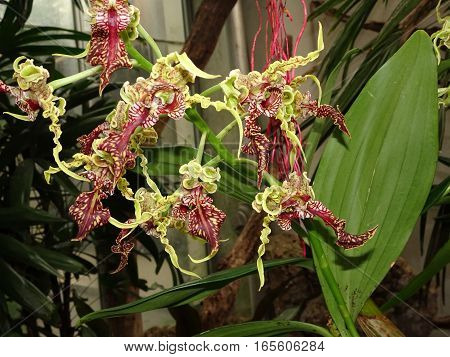 Dendrobium Spectabile - The Alien Orchid  (baby Clara)