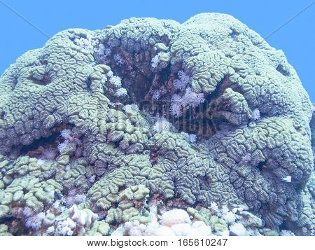 Coral reef at the bottom of tropical sea underwater