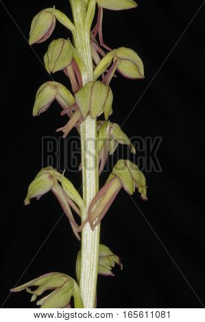 Man Orchid - Orchis anthropophora Closeup against black background