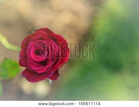 The morning sun shines on the red rose garden. For Valentine's Day