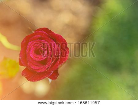 The morning sun shines on the red rose garden. For Valentine's Day