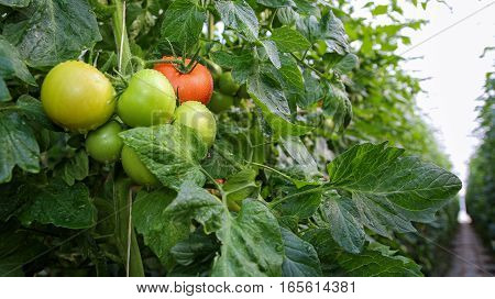 Fresh tomatoes on the vine in commercial greenhouse. Selective focus.
